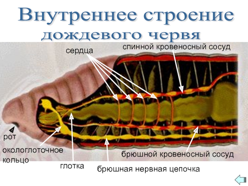 Внутреннее строение дождевого. Внутреннее строение дождевого червя. Строение дыхательной системы дождевого червя. Строение кровеносной системы дождевого червя. Кровеносная система дождевого червя обеспечивает.