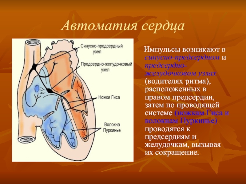 Водители ритма находятся