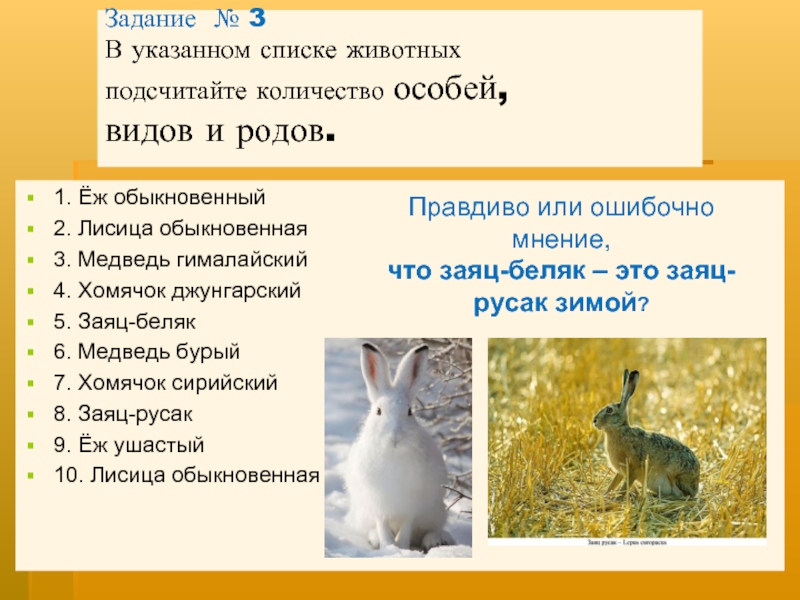 Различия зайцев беляк и русак