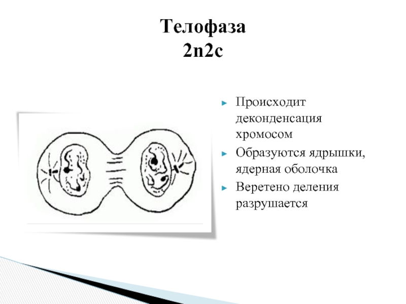 Телофаза признаки. Телофаза 2n2c. Телофаза схема. Телофаза рисунок. Телофаза 2.