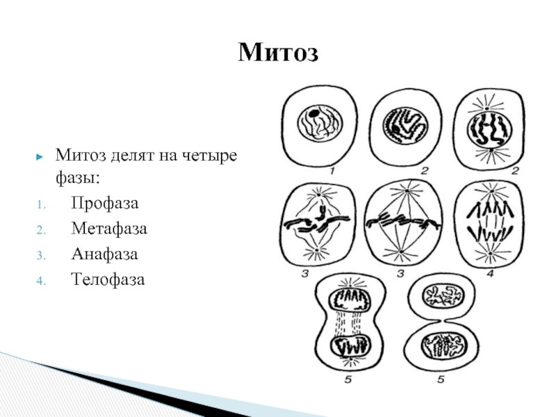 Схема митоза