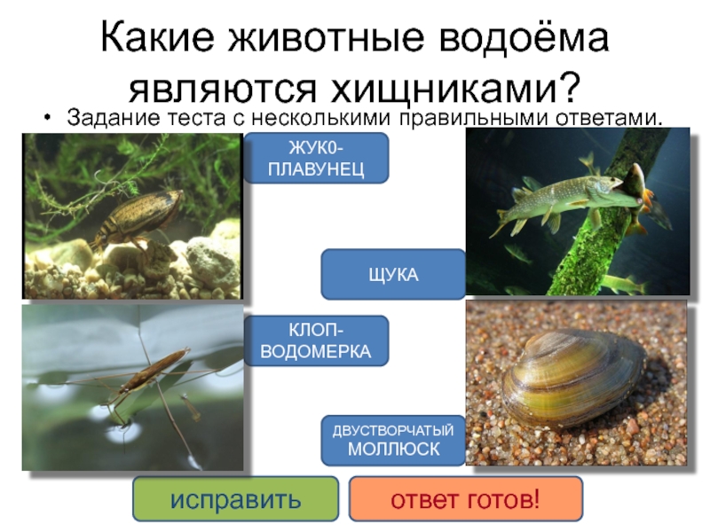 Знаешь ли ты животных пресных водоемов рассмотри изображения животных подпиши их названия подчеркни