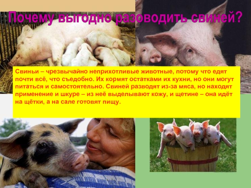 Свинья информация. Свинья для презентации. Презентация на тему свиноводство. Проект про свиноводство. Сообщение о свинье.