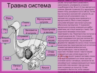 Травна система у птахів