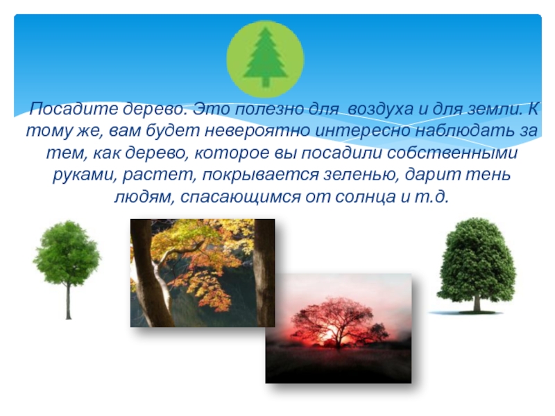 Имена обозначающие дерево. Польза деревьев. Чем полезно дерево проект. Польза деревьев в природе. Польза деревьев для человека.