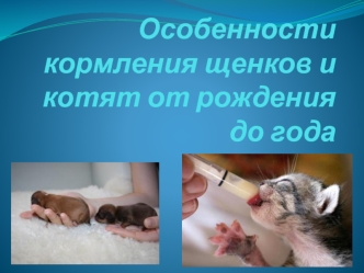 Особенности кормления щенков и котят от рождения до года