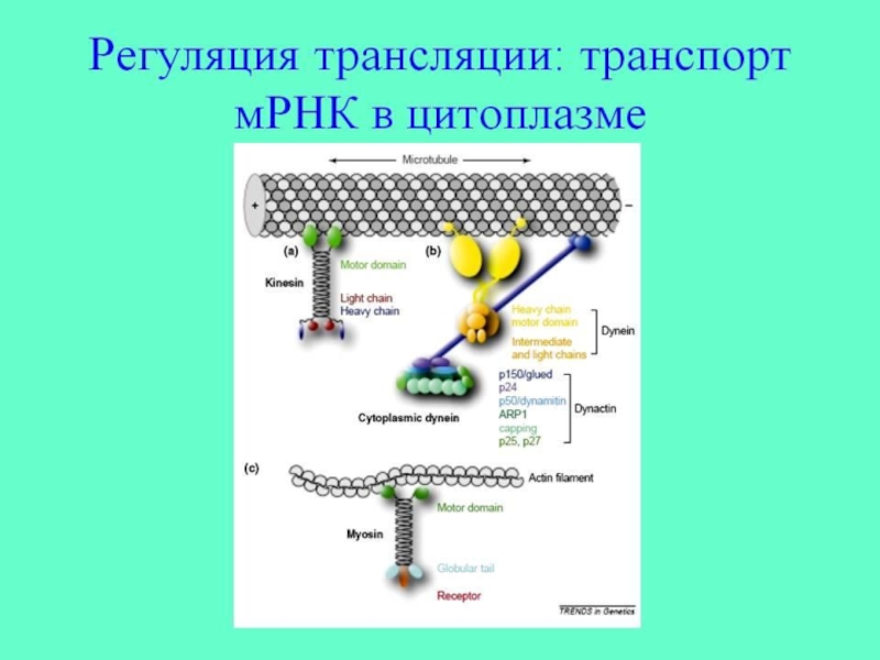 На матрице рнк происходит. Регуляция трансляции белка. Транспорт МРНК В цитоплазму.. Транспорт зрелой МРНК В цитоплазму. Трансляция МРНК.