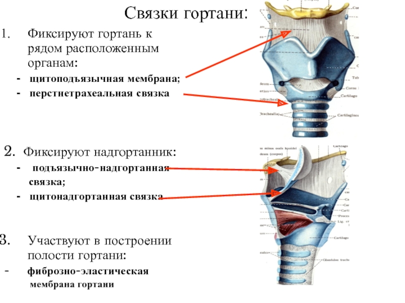 Основные хрящи гортани схема