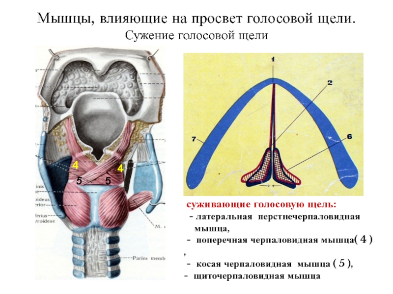 Голосовую щель суживают