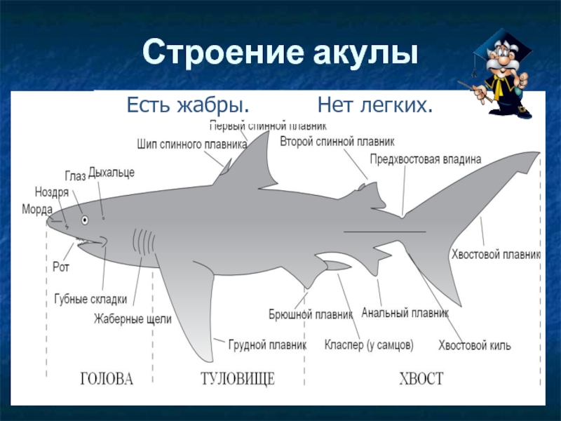 Почему акулы постоянно. Строение акулы. Доклад про акулу. Внешнее строение акулы. Анатомия акулы.
