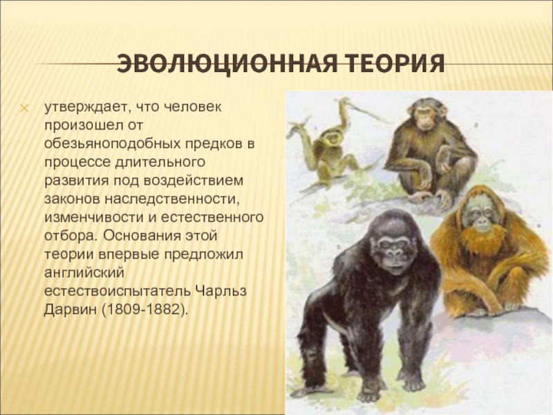 Особенности предков человека привели к формированию бинокулярного. . Человек произошел от обезьяноподобных предков. Эволюционная теория. Эволюционная теория языка. Обезьяноподобный человек.