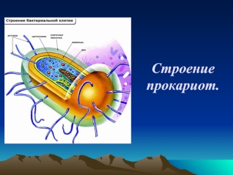 Строение прокариот