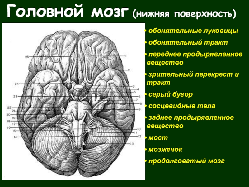 Обонятельный мозг