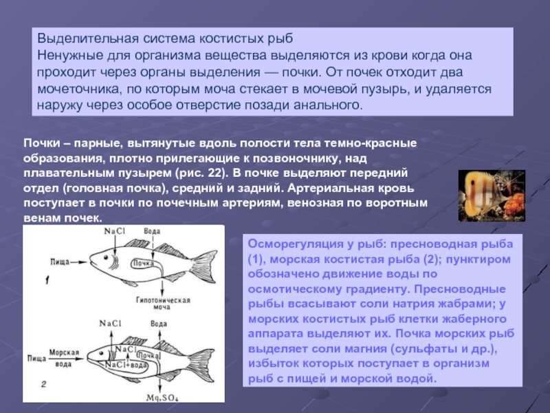 Обмен воды в почках. Водно солевой обмен у морских рыб. Осморегуляция у рыб. Выделительная система костистых рыб. Осморегуляция у морских рыб.