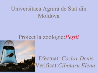 Proiect la zoologie: Peștii