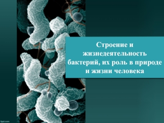 Строение и жизнедеятельность бактерий, их роль в природе и жизни человека