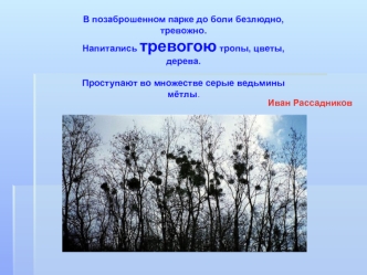 В позаброшенном парке до боли безлюдно, тревожно.
Напитались тревогою тропы, цветы, дерева.
 
Проступают во множестве серые ведьмины мётлы.