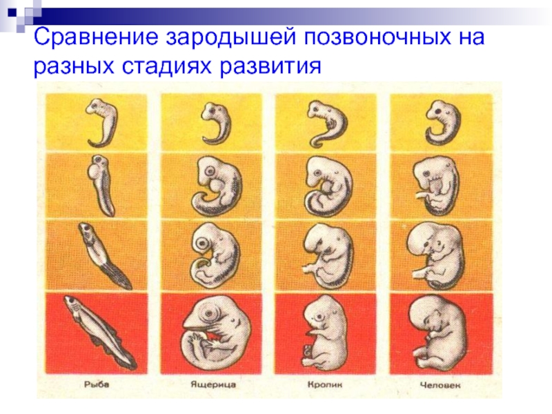 Наличие хвоста у зародыша человека на ранней. Стадии развития зародыша позвоночных. Сходство эмбрионов у зародышей позвоночных животных. Стадии развития зародышей позвоночных таблица. Различия развития зародыша человека и животных таблица.