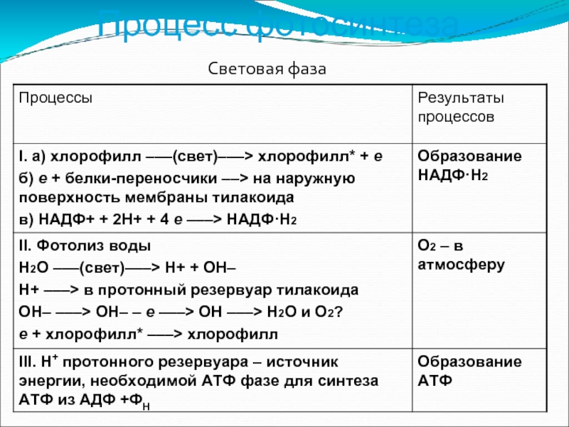 Продукты реакций световой и темновой фазы фотосинтеза