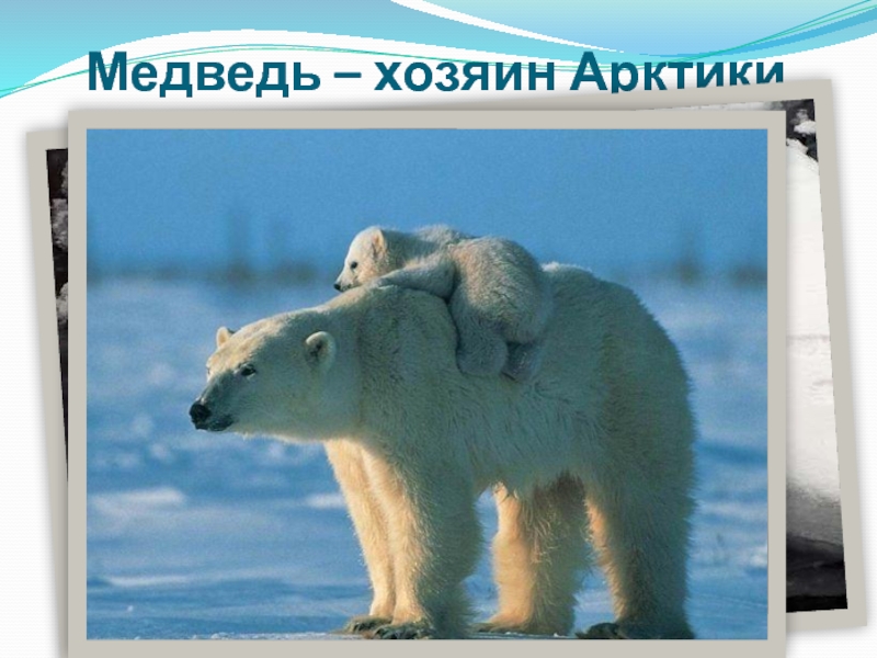 Медведь – хозяин Арктики