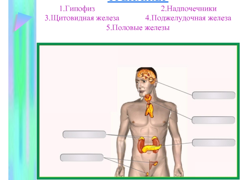 Щитовидная железа биология 8 класс. Эндокринная система. Эндокринная система система человека. Надпочечники железа внутренней секреции. Эндокринная система биология.