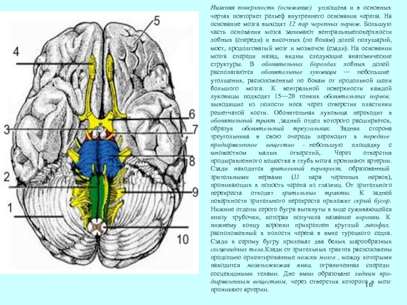 Череп места выхода нервов. Обонятельный нерв в черепе анатомия. Топография Корешков черепных нервов. Перекрест черепных нервов. Перекрест волокон зрительного нерва.