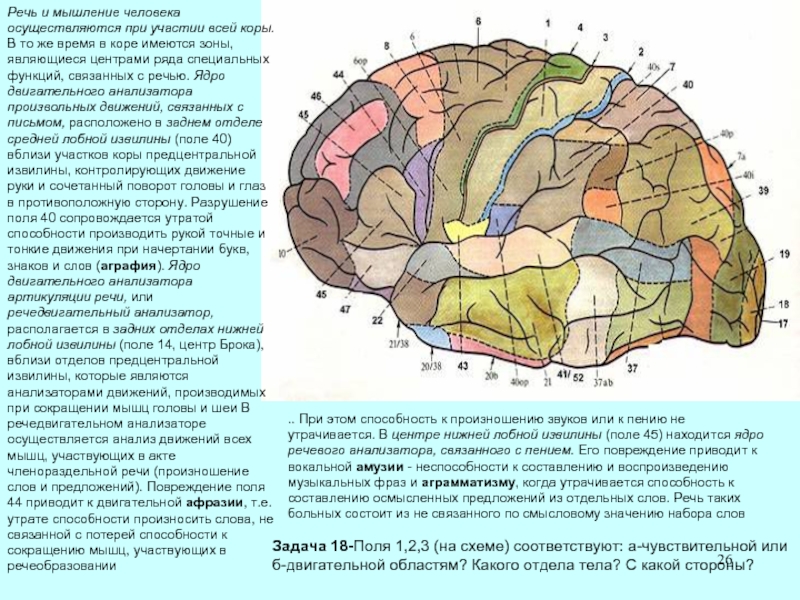 Центры анализаторов в коре головного мозга