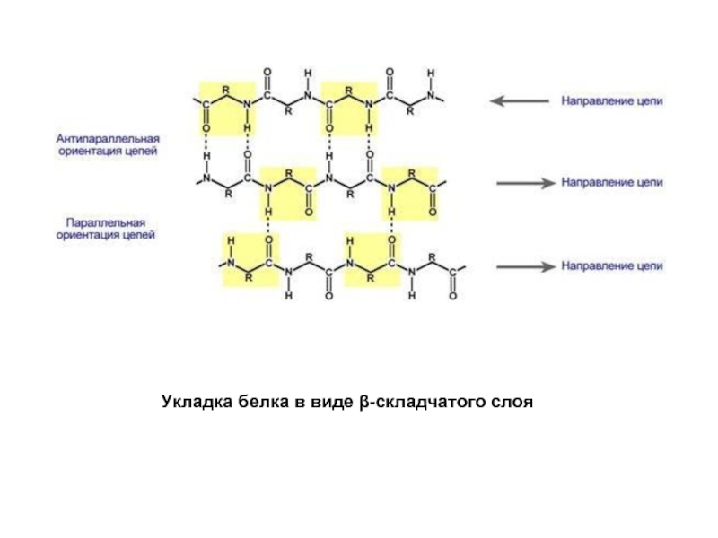 Цепи днк антипараллельны. Водородная связь участвующая в формировании вторичной структуры. Антипараллельная ориентация цепей. Белки БХ структура. Типы укладок белковых цепей.