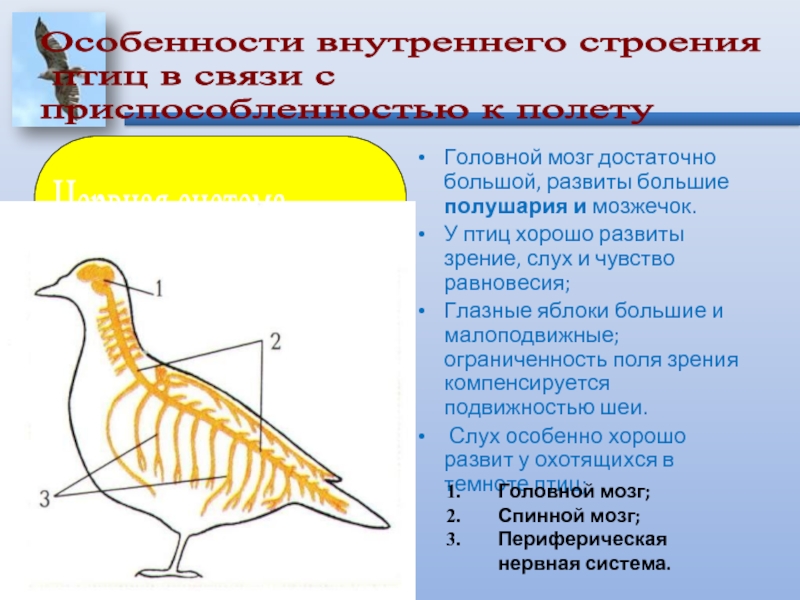 Состав головного мозга птиц. Мозжечок у птиц. Мозжечок у птиц развит. Строение мозга птиц. Большие полушария у птиц.