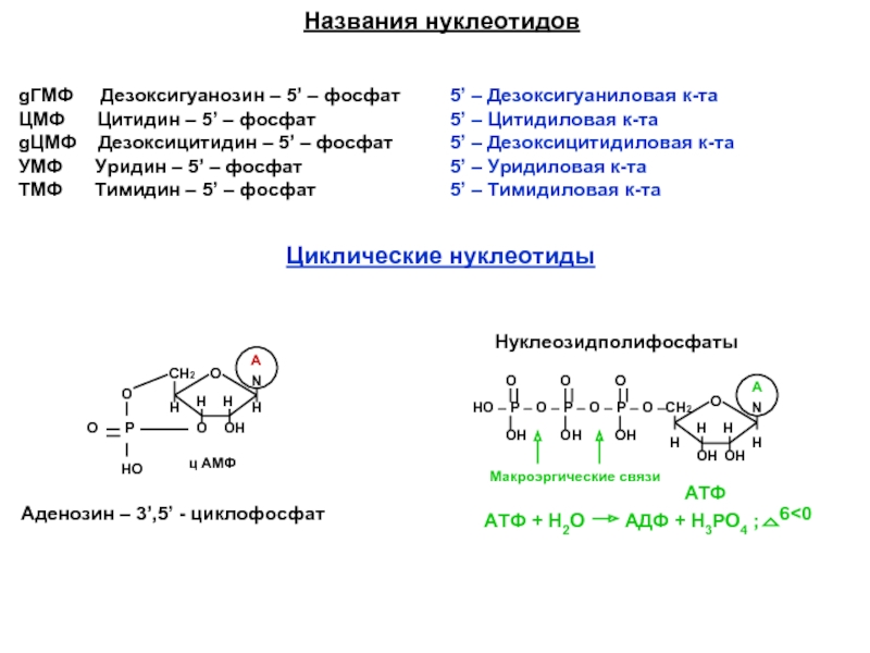 gГМФ   Дезоксигуанозин – 5’ – фосфатЦМФ   Цитидин