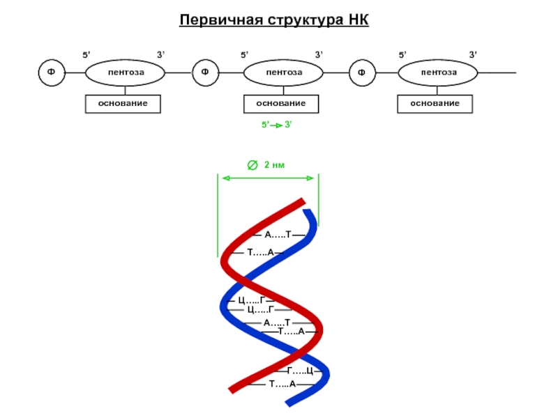 Первичная структура НКФФФпентозапентозапентоза5’3’5’3’5’3’основаниеоснованиеоснование2 нм5’   3’ А…..Т Т…..А Ц…..Г Ц…..Г А…..Т Т…..А Г…..Ц Т…..А
