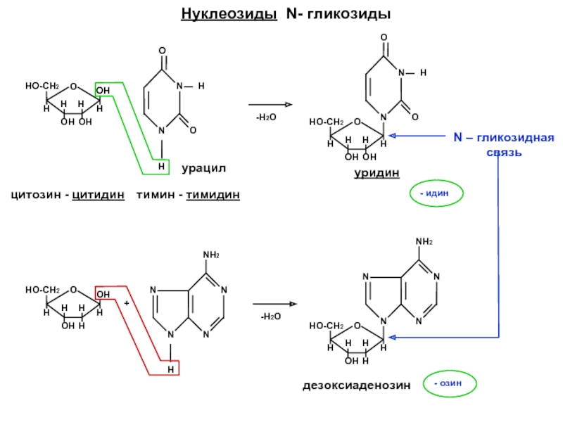 Нуклеозиды N- гликозидыНО-СН2Н  НОНООНОНННNNНООН-Н2Оцитозин - цитидинтимин - тимидинНО-СН2Н  НООНОНННNNООНN