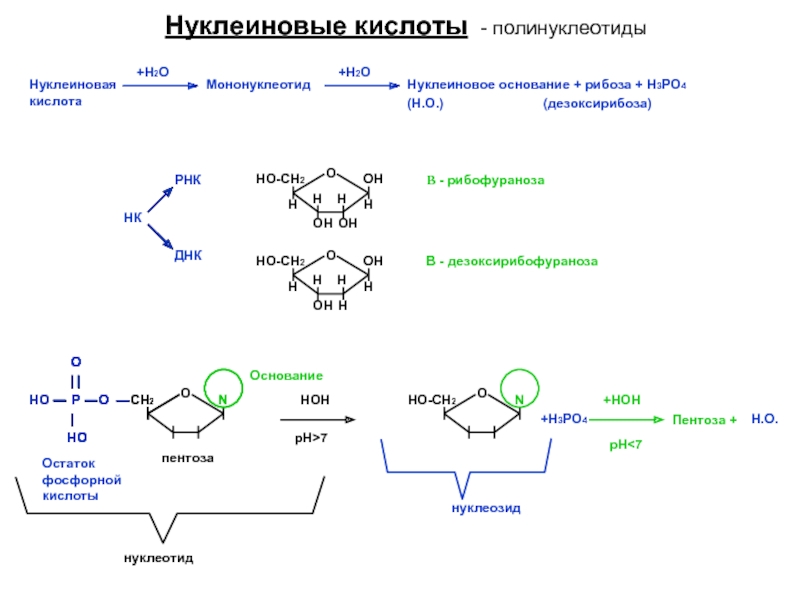 Нуклеиновые кислоты - полинуклеотидыНуклеиновая кислота+Н2ОМононуклеотид+Н2ОНуклеиновое основание + рибоза + Н3РО4(Н.О.)