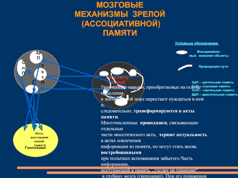 Мозг механизм. Мозговые механизмы. Механизмы головного мозга. Мозговые механизмы ВПФ.