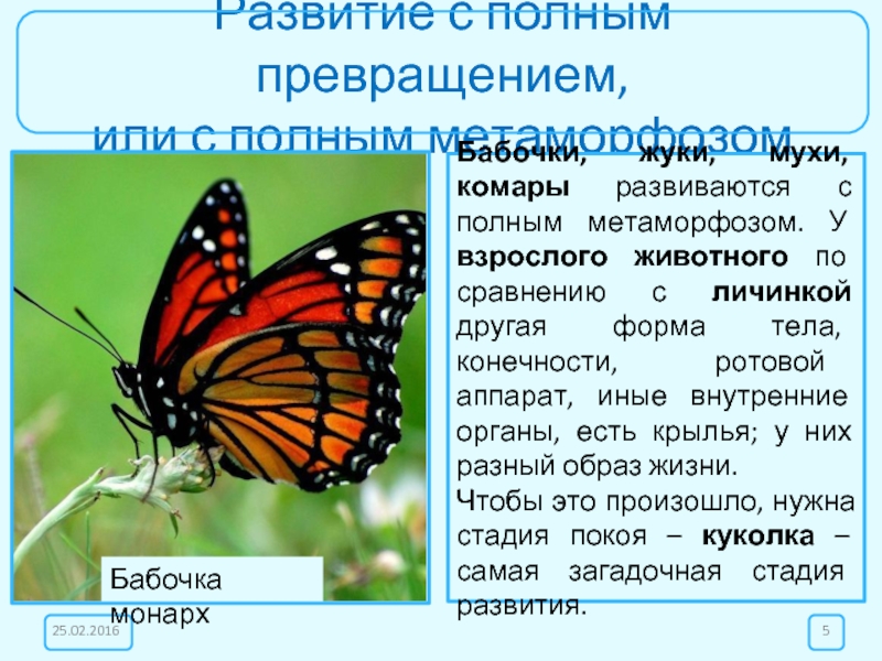 Что значит бабочка. Форма тела бабочки. Полное превращение бабочки. Развитие бабочки с полным превращением. Тип превращения бабочек.