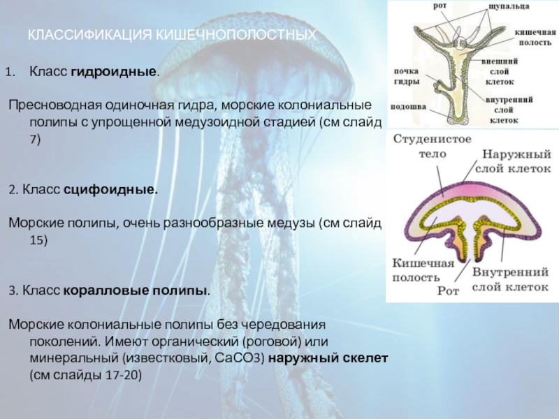 Тело кишечнополостных состоит из трех слоев. Кишечная полость у сцифоидных. Систематика сцифоидных медуз. Классификация гидроидных. Класс Гидроидные классификация.