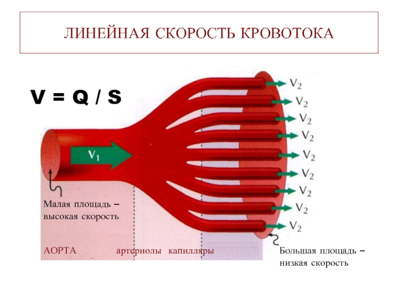 Линейная скорость кровотока в артериях