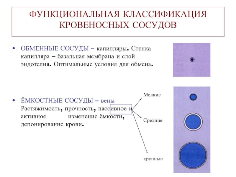 Функциональная классификация. Классификация кровеносных сосудов физиология. Функциональная классификация сосудов таблица. Функциональная классификация кровеносных сосудов. Анатомическая классификация кровеносных сосудов.