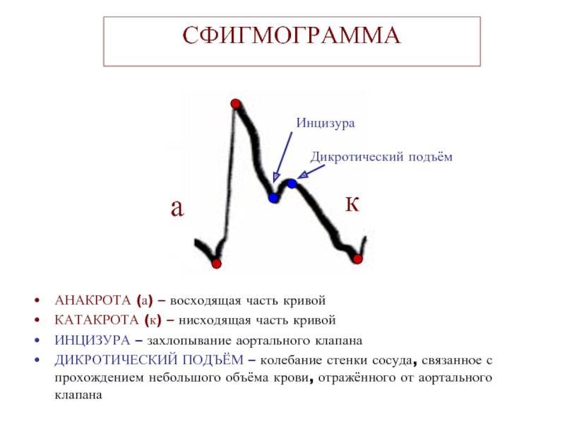 Подъем это. Катакрота реографической Кривой отражает. Сфигмограмма собаки. Сфигмограмма парадоксального пульса. Правая часть Кривой.