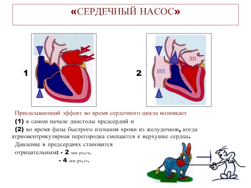 Действие сердца. Сердечный цикл фаза изгнания. Сердечный цикл время. Изгнание крови из желудочков. Атриовентрикулярная перегородка.