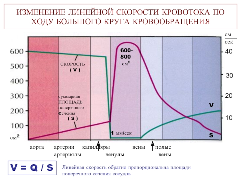 Объемная скорость кровотока это. Изменение скорости течения крови по ходу кровотока. Линейная и объемная скорость кровотока. Изменение линейной и объемной скорости кровотока. Объемная скорость кровотока норма.