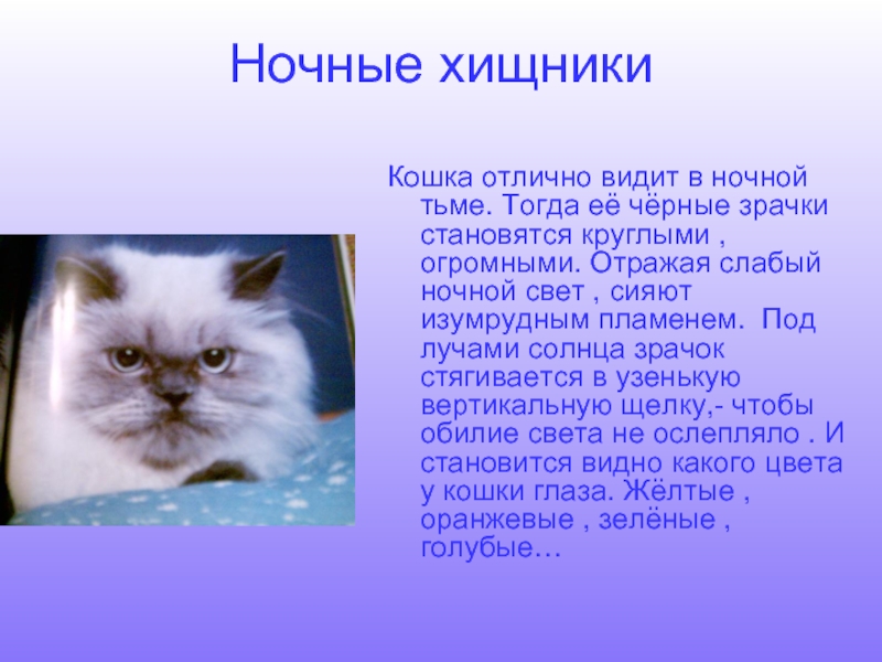 Сочинение: Кошачий инстинкт