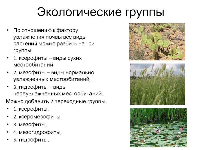 Экология группы растений. Ксерофиты и гидрофиты. Экологические группы растений. Экологические группы растений по отношению. Экологические группы по отношению к почве.