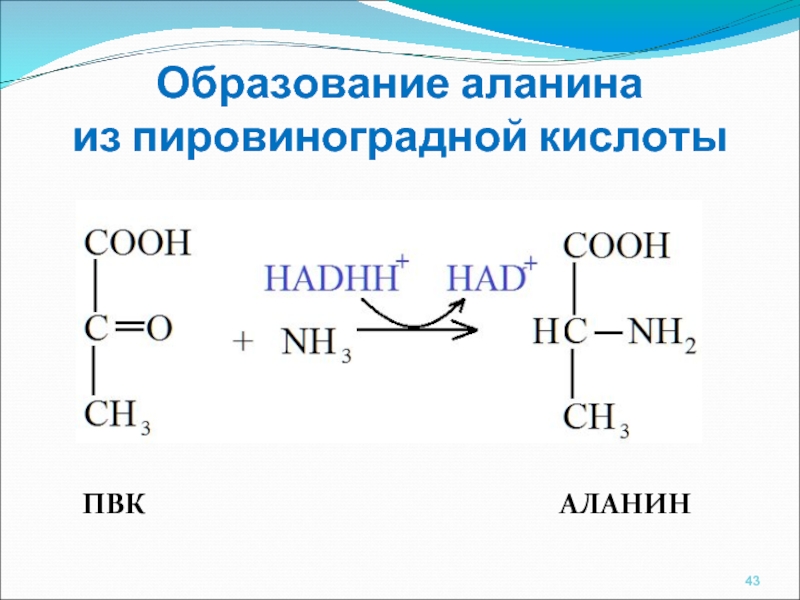 Молекула пировиноградной кислоты. Формула пировиноградной кислоты ПВК. Пировиноградная кислота h2. Образование пировиноградной кислоты формула. Термическое разложение аминокислот.