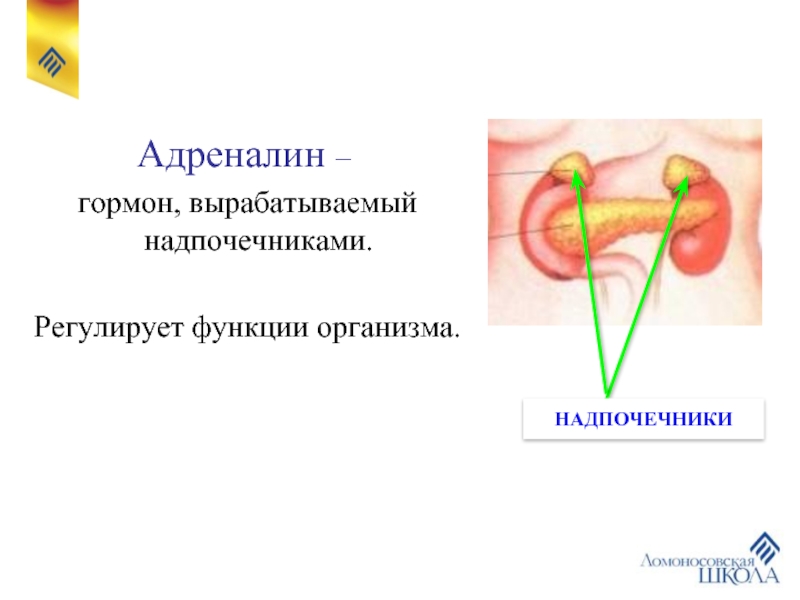 Укажи рисунок на котором изображена железа вырабатывающая гормон адреналин