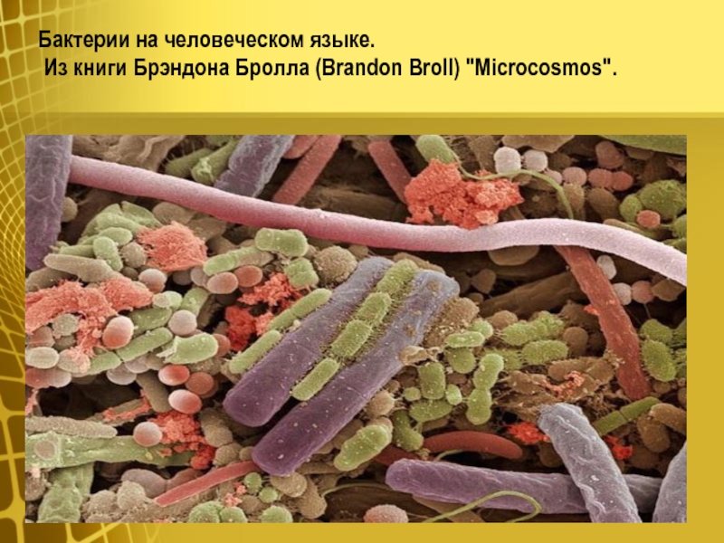 Бактерии в слюне