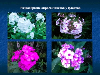 Разнообразие окраски и форм цветка