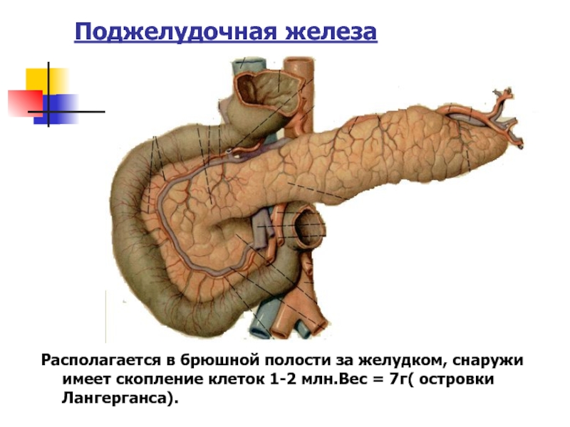 Покажи картинку поджелудочной железы. Поджелудочная железа человека. Поджелудочная железа расположение. Поджелудочная железа распо.