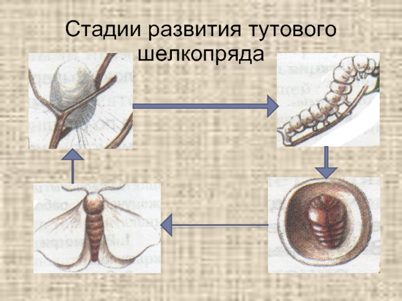 Стадии тутового шелкопряда. 4 Стадии развития тутового шелкопряда. Жизненный цикл шелкопряда. Стадии развития тутового шелкопряда 4 стадии. Этапы развития тутового шелкопряда.