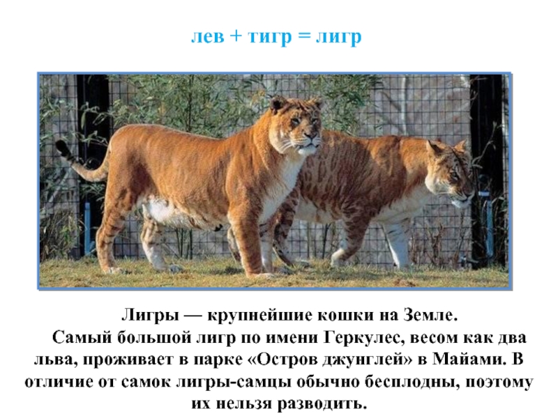лев + тигр = лигр Лигры — крупнейшие кошки на Земле.